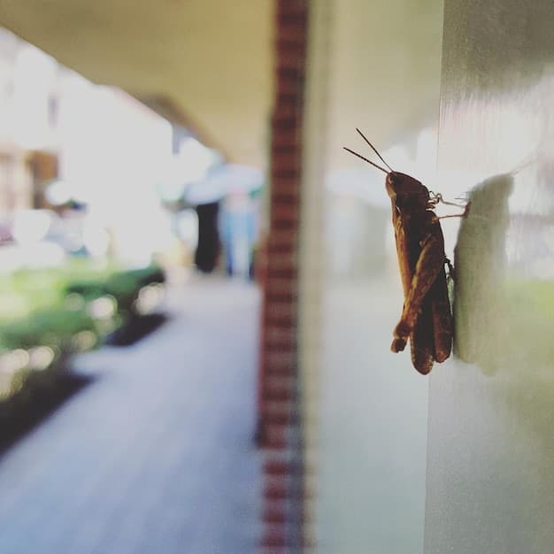 The Psychology of Pest Behavior: Outsmart Unwanted Visitors the Natural Way