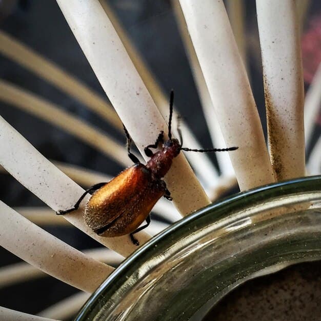 Eco‑Friendly Ways to Keep Ants, Roaches, and Spiders Outside (Using Kitchen Staples)